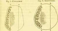 An illustration from Elements of phrenology / by George Combe. (1836)