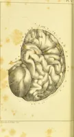 An illustration from Elements of phrenology / by George Combe. (1836)