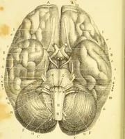 Picture 9 of 30 from Elements of phrenology / by George Combe. (1836), leaf 76