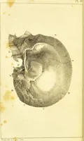An illustration from Elements of phrenology / by George Combe. (1836)