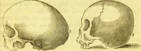 An illustration from Elements of phrenology / by George Combe. (1836)