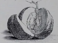 An illustration from The royal cookery book (le livre de cuisine) / by Jules Gouffé ; translated from the French and adapted for English use by Alphonse Gouffé ... comprising domestic and high-class cookery, illustrated with sixteen large plates printed in colours, and one hundred and sixty-one woodcuts from drawing from nature by E. Ronjat. (1868)
