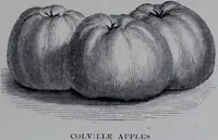 An illustration from The royal cookery book (le livre de cuisine) / by Jules Gouffé ; translated from the French and adapted for English use by Alphonse Gouffé ... comprising domestic and high-class cookery, illustrated with sixteen large plates printed in colours, and one hundred and sixty-one woodcuts from drawing from nature by E. Ronjat. (1868)