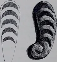 An illustration from The royal cookery book (le livre de cuisine) / by Jules Gouffé ; translated from the French and adapted for English use by Alphonse Gouffé ... comprising domestic and high-class cookery, illustrated with sixteen large plates printed in colours, and one hundred and sixty-one woodcuts from drawing from nature by E. Ronjat. (1868)