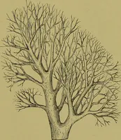 An illustration from Clinical diagnosis : the bacteriological, chemical, and microscopical evidence of disease / By Dr. Rudolf v. Jaksch, ... Translated from the third German edition and enlarged by James Cagney, ... With numerous illustrations (partly in colours). (1893)