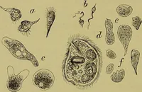 An illustration from Clinical diagnosis : the bacteriological, chemical, and microscopical evidence of disease / By Dr. Rudolf v. Jaksch, ... Translated from the third German edition and enlarged by James Cagney, ... With numerous illustrations (partly in colours). (1893)