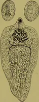 An illustration from Clinical diagnosis : the bacteriological, chemical, and microscopical evidence of disease / By Dr. Rudolf v. Jaksch, ... Translated from the third German edition and enlarged by James Cagney, ... With numerous illustrations (partly in colours). (1893)