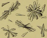 An illustration from Clinical diagnosis : the bacteriological, chemical, and microscopical evidence of disease / By Dr. Rudolf v. Jaksch, ... Translated from the third German edition and enlarged by James Cagney, ... With numerous illustrations (partly in colours). (1893)