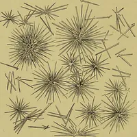 An illustration from Clinical diagnosis : the bacteriological, chemical, and microscopical evidence of disease / By Dr. Rudolf v. Jaksch, ... Translated from the third German edition and enlarged by James Cagney, ... With numerous illustrations (partly in colours). (1893)
