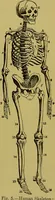 Picture 60 of 61 from Clinical diagnosis : the bacteriological, chemical, and microscopical evidence of disease / By Dr. Rudolf v. Jaksch, ... Translated from the third German edition and enlarged by James Cagney, ... With numerous illustrations (partly in colours). (1893), leaf 513