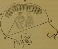 An illustration from Elements of phrenology / By George Combe. (1841)
