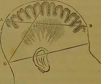 An illustration from Elements of phrenology / By George Combe. (1841)