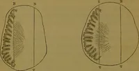 An illustration from Elements of phrenology / By George Combe. (1841)