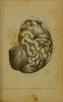 An illustration from Elements of phrenology / By George Combe. (1841)