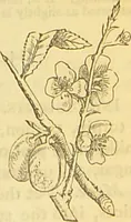 An illustration from The book of household management : comprising information for the mistress ... also, sanitary, medical, & legal memoranda; with a history of the origin, properties, and uses of all things connected with home life and comfort / by Mrs. Isabella Beeton. (1869)