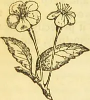 An illustration from The book of household management : comprising information for the mistress ... also, sanitary, medical, & legal memoranda; with a history of the origin, properties, and uses of all things connected with home life and comfort / by Mrs. Isabella Beeton. (1869)