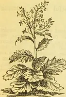 An illustration from The book of household management : comprising information for the mistress ... also, sanitary, medical, & legal memoranda; with a history of the origin, properties, and uses of all things connected with home life and comfort / by Mrs. Isabella Beeton. (1869)
