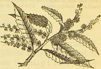 An illustration from The book of household management : comprising information for the mistress ... also, sanitary, medical, & legal memoranda; with a history of the origin, properties, and uses of all things connected with home life and comfort / by Mrs. Isabella Beeton. (1869)