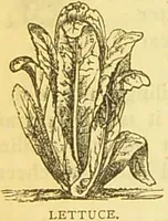 An illustration from The book of household management : comprising information for the mistress ... also, sanitary, medical, & legal memoranda; with a history of the origin, properties, and uses of all things connected with home life and comfort / by Mrs. Isabella Beeton. (1869)