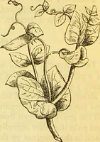 An illustration from The book of household management : comprising information for the mistress ... also, sanitary, medical, & legal memoranda; with a history of the origin, properties, and uses of all things connected with home life and comfort / by Mrs. Isabella Beeton. (1869)