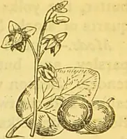 An illustration from The book of household management : comprising information for the mistress ... also, sanitary, medical, & legal memoranda; with a history of the origin, properties, and uses of all things connected with home life and comfort / by Mrs. Isabella Beeton. (1869)