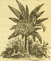 An illustration from The book of household management : comprising information for the mistress ... also, sanitary, medical, & legal memoranda; with a history of the origin, properties, and uses of all things connected with home life and comfort / by Mrs. Isabella Beeton. (1869)