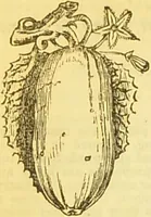 An illustration from The book of household management : comprising information for the mistress ... also, sanitary, medical, & legal memoranda; with a history of the origin, properties, and uses of all things connected with home life and comfort / by Mrs. Isabella Beeton. (1869)