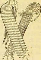 An illustration from The book of household management : comprising information for the mistress ... also, sanitary, medical, & legal memoranda; with a history of the origin, properties, and uses of all things connected with home life and comfort / by Mrs. Isabella Beeton. (1869)