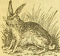 An illustration from The book of household management : comprising information for the mistress ... also, sanitary, medical, & legal memoranda; with a history of the origin, properties, and uses of all things connected with home life and comfort / by Mrs. Isabella Beeton. (1869)