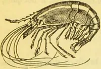 An illustration from The book of household management : comprising information for the mistress ... also, sanitary, medical, & legal memoranda; with a history of the origin, properties, and uses of all things connected with home life and comfort / by Mrs. Isabella Beeton. (1869)