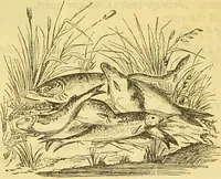 An illustration from The book of household management : comprising information for the mistress ... also, sanitary, medical, & legal memoranda; with a history of the origin, properties, and uses of all things connected with home life and comfort / by Mrs. Isabella Beeton. (1869)