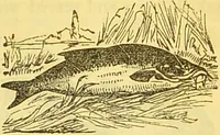 An illustration from The book of household management : comprising information for the mistress ... also, sanitary, medical, & legal memoranda; with a history of the origin, properties, and uses of all things connected with home life and comfort / by Mrs. Isabella Beeton. (1869)