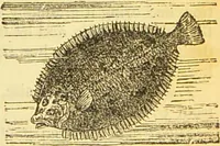 An illustration from The book of household management : comprising information for the mistress ... also, sanitary, medical, & legal memoranda; with a history of the origin, properties, and uses of all things connected with home life and comfort / by Mrs. Isabella Beeton. (1869)