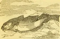 An illustration from The book of household management : comprising information for the mistress ... also, sanitary, medical, & legal memoranda; with a history of the origin, properties, and uses of all things connected with home life and comfort / by Mrs. Isabella Beeton. (1869)
