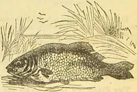 An illustration from The book of household management : comprising information for the mistress ... also, sanitary, medical, & legal memoranda; with a history of the origin, properties, and uses of all things connected with home life and comfort / by Mrs. Isabella Beeton. (1869)