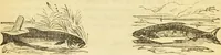 An illustration from The book of household management : comprising information for the mistress ... also, sanitary, medical, & legal memoranda; with a history of the origin, properties, and uses of all things connected with home life and comfort / by Mrs. Isabella Beeton. (1869)