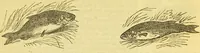 An illustration from The book of household management : comprising information for the mistress ... also, sanitary, medical, & legal memoranda; with a history of the origin, properties, and uses of all things connected with home life and comfort / by Mrs. Isabella Beeton. (1869)