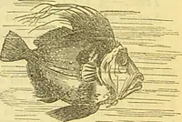 An illustration from The book of household management : comprising information for the mistress ... also, sanitary, medical, & legal memoranda; with a history of the origin, properties, and uses of all things connected with home life and comfort / by Mrs. Isabella Beeton. (1869)