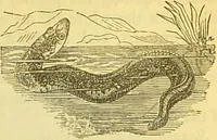 An illustration from The book of household management : comprising information for the mistress ... also, sanitary, medical, & legal memoranda; with a history of the origin, properties, and uses of all things connected with home life and comfort / by Mrs. Isabella Beeton. (1869)