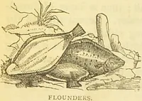 An illustration from The book of household management : comprising information for the mistress ... also, sanitary, medical, & legal memoranda; with a history of the origin, properties, and uses of all things connected with home life and comfort / by Mrs. Isabella Beeton. (1869)