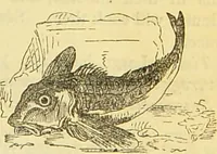 An illustration from The book of household management : comprising information for the mistress ... also, sanitary, medical, & legal memoranda; with a history of the origin, properties, and uses of all things connected with home life and comfort / by Mrs. Isabella Beeton. (1869)