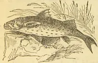 An illustration from The book of household management : comprising information for the mistress ... also, sanitary, medical, & legal memoranda; with a history of the origin, properties, and uses of all things connected with home life and comfort / by Mrs. Isabella Beeton. (1869)