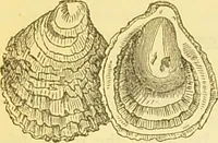 An illustration from The book of household management : comprising information for the mistress ... also, sanitary, medical, & legal memoranda; with a history of the origin, properties, and uses of all things connected with home life and comfort / by Mrs. Isabella Beeton. (1869)