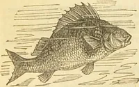 An illustration from The book of household management : comprising information for the mistress ... also, sanitary, medical, & legal memoranda; with a history of the origin, properties, and uses of all things connected with home life and comfort / by Mrs. Isabella Beeton. (1869)