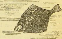 An illustration from The book of household management : comprising information for the mistress ... also, sanitary, medical, & legal memoranda; with a history of the origin, properties, and uses of all things connected with home life and comfort / by Mrs. Isabella Beeton. (1869)