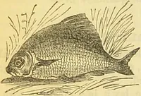 An illustration from The book of household management : comprising information for the mistress ... also, sanitary, medical, & legal memoranda; with a history of the origin, properties, and uses of all things connected with home life and comfort / by Mrs. Isabella Beeton. (1869)
