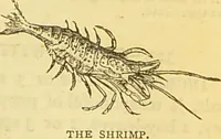 An illustration from The book of household management : comprising information for the mistress ... also, sanitary, medical, & legal memoranda; with a history of the origin, properties, and uses of all things connected with home life and comfort / by Mrs. Isabella Beeton. (1869)
