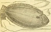 An illustration from The book of household management : comprising information for the mistress ... also, sanitary, medical, & legal memoranda; with a history of the origin, properties, and uses of all things connected with home life and comfort / by Mrs. Isabella Beeton. (1869)
