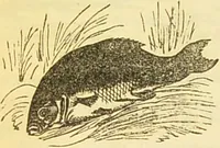 An illustration from The book of household management : comprising information for the mistress ... also, sanitary, medical, & legal memoranda; with a history of the origin, properties, and uses of all things connected with home life and comfort / by Mrs. Isabella Beeton. (1869)