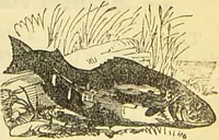 An illustration from The book of household management : comprising information for the mistress ... also, sanitary, medical, & legal memoranda; with a history of the origin, properties, and uses of all things connected with home life and comfort / by Mrs. Isabella Beeton. (1869)